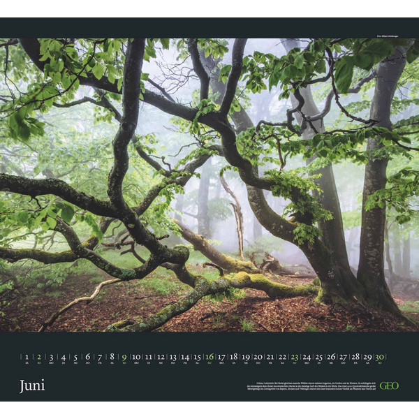 GEO KALENDER: SEHNSUCHT WALD 2024 - WAND-KALENDER - Kalender
