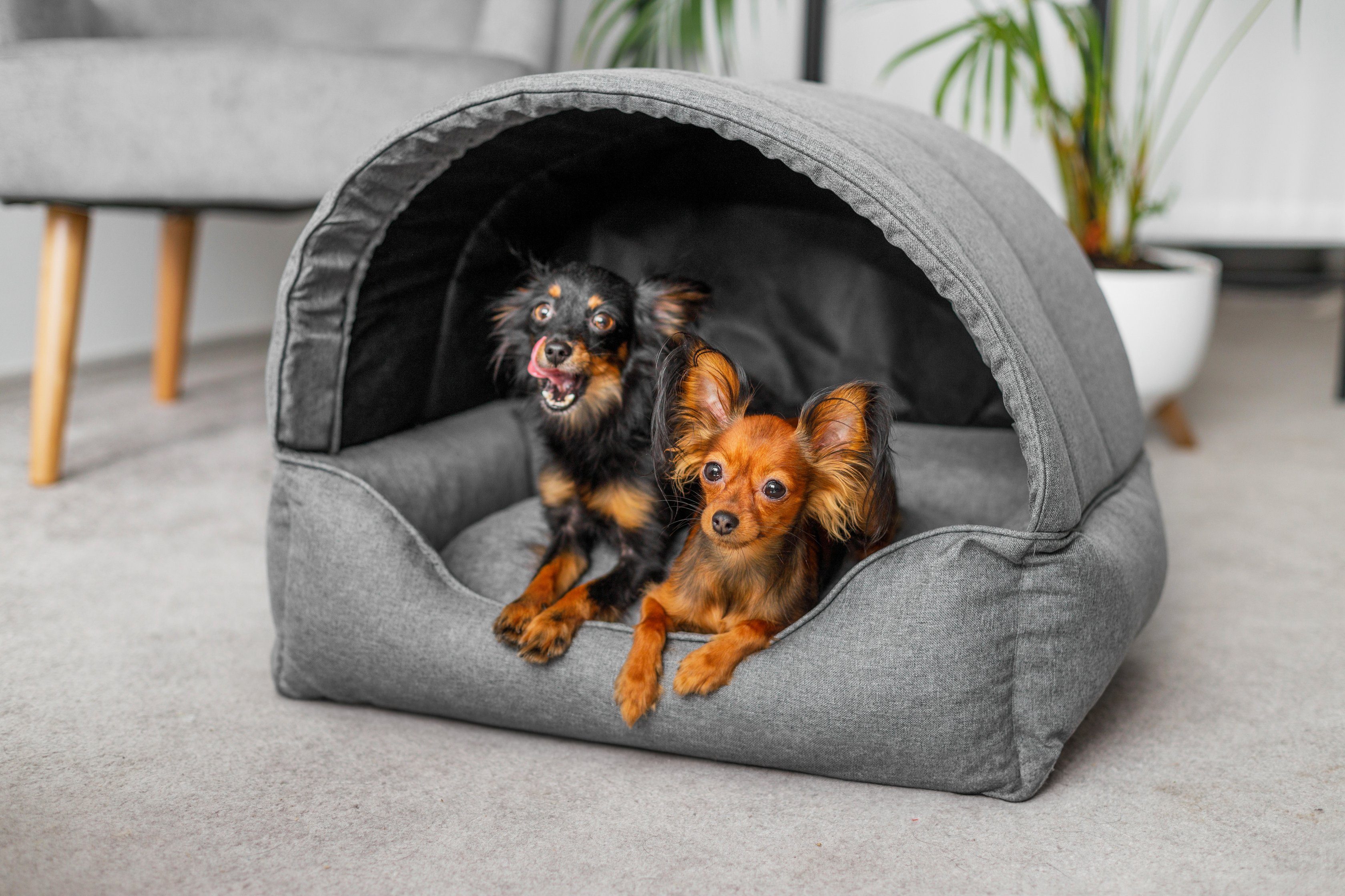 Bjird Hundehütte Tierhaus für Hunde und Katzen, kratzfeste Hundehöhle und Hundebett in einem, made in EU