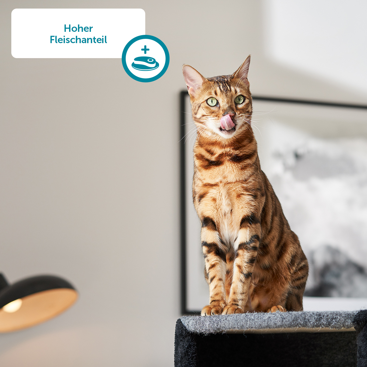 ZooRoyal Katzen-Grillies mit Rind günstig kaufen