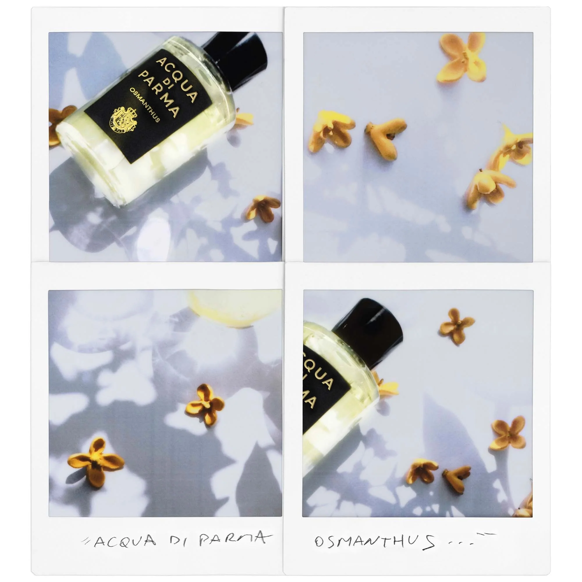 Signatures of the Sun Osmanthus - Unisex parfem, Parfem