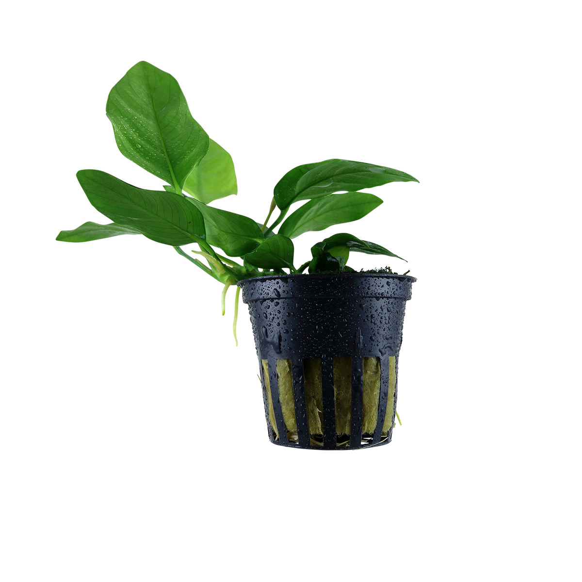 Tropica Aquariumpflanze Anubias barteri var. nana