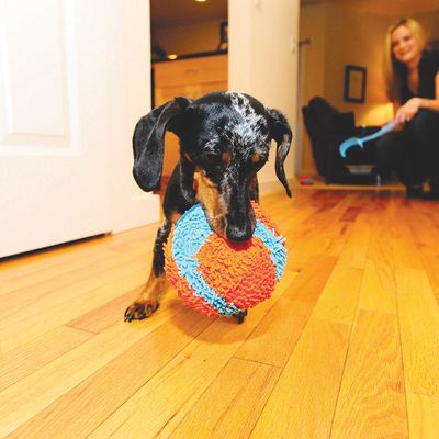 Chuckit! Indoor Ball