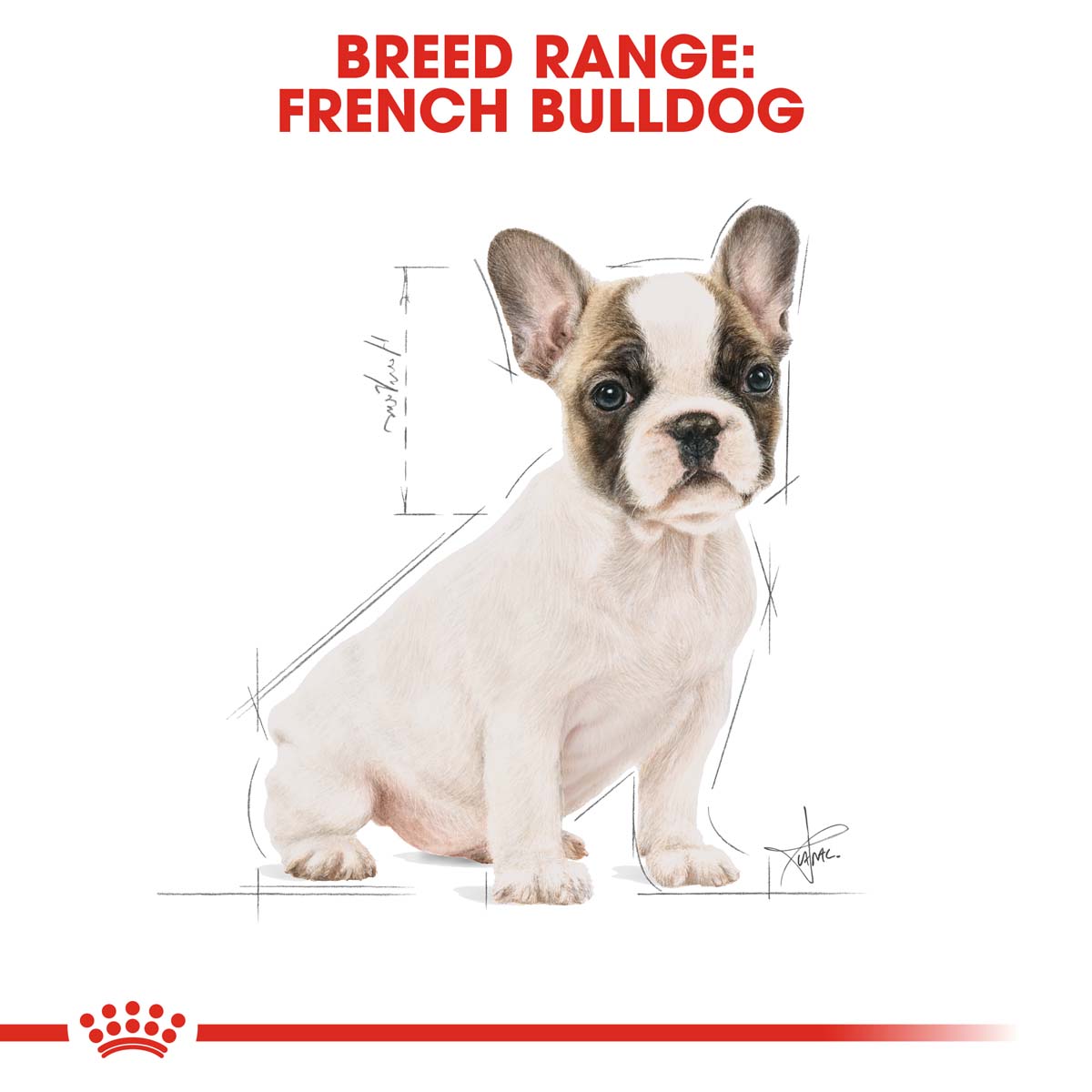 ROYAL CANIN French Bulldog Puppy Welpenfutter trocken für Französische Bulldoggen