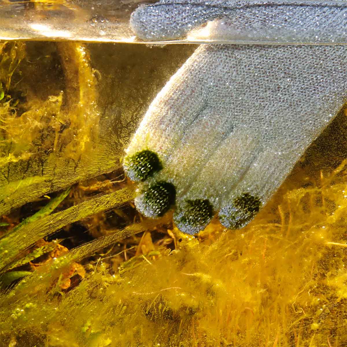 JBL PROSCAPE Reinigungshandschuh für Aquarien kaufen