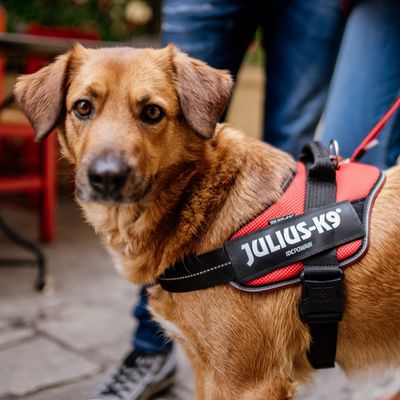 JULIUS-K9 IDC® POWAIR Geschirr - orange
