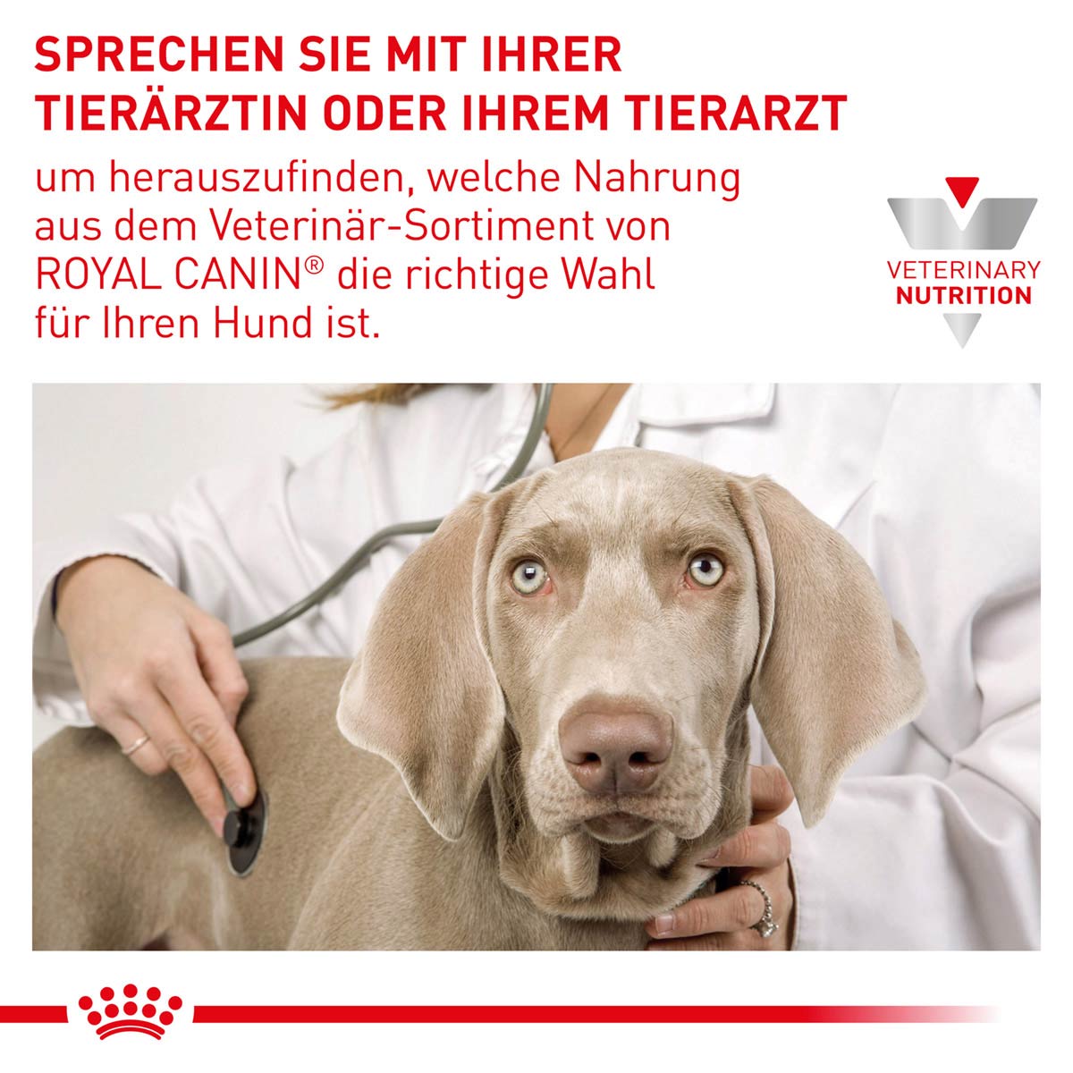 ROYAL CANIN Expert MATURE CONSULT Nassfutter für Hunde