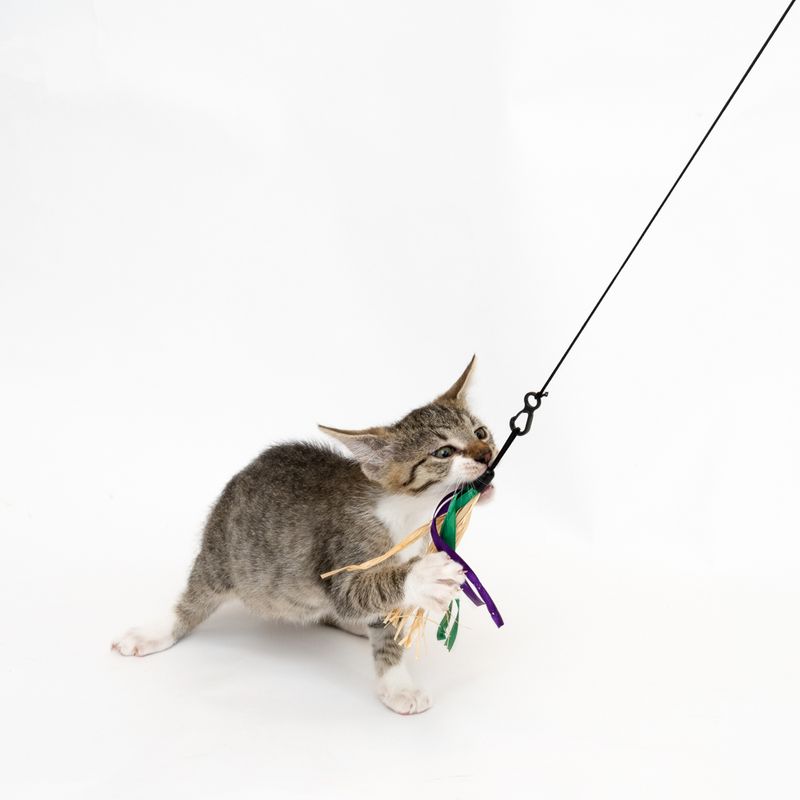 Katzenangel 3 in 1 zu TOP-Preisen