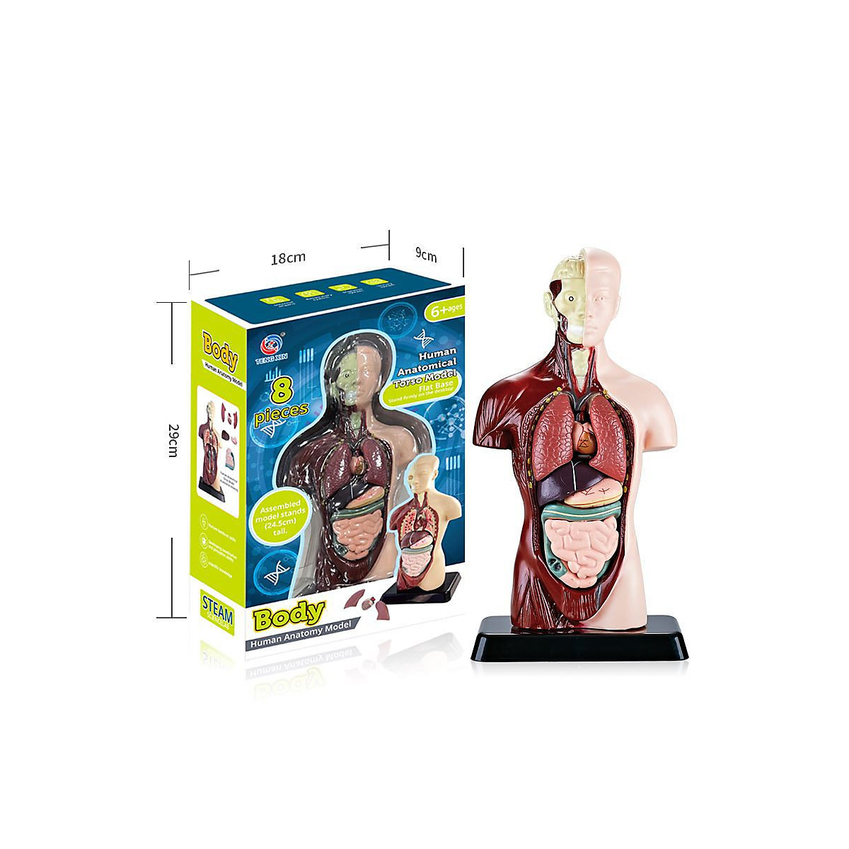 Modellspielzeug zum Lernen für Kinder Modell eines kleinen menschlichen Skeletts simuliert ein Lernspielzeug für Kinder