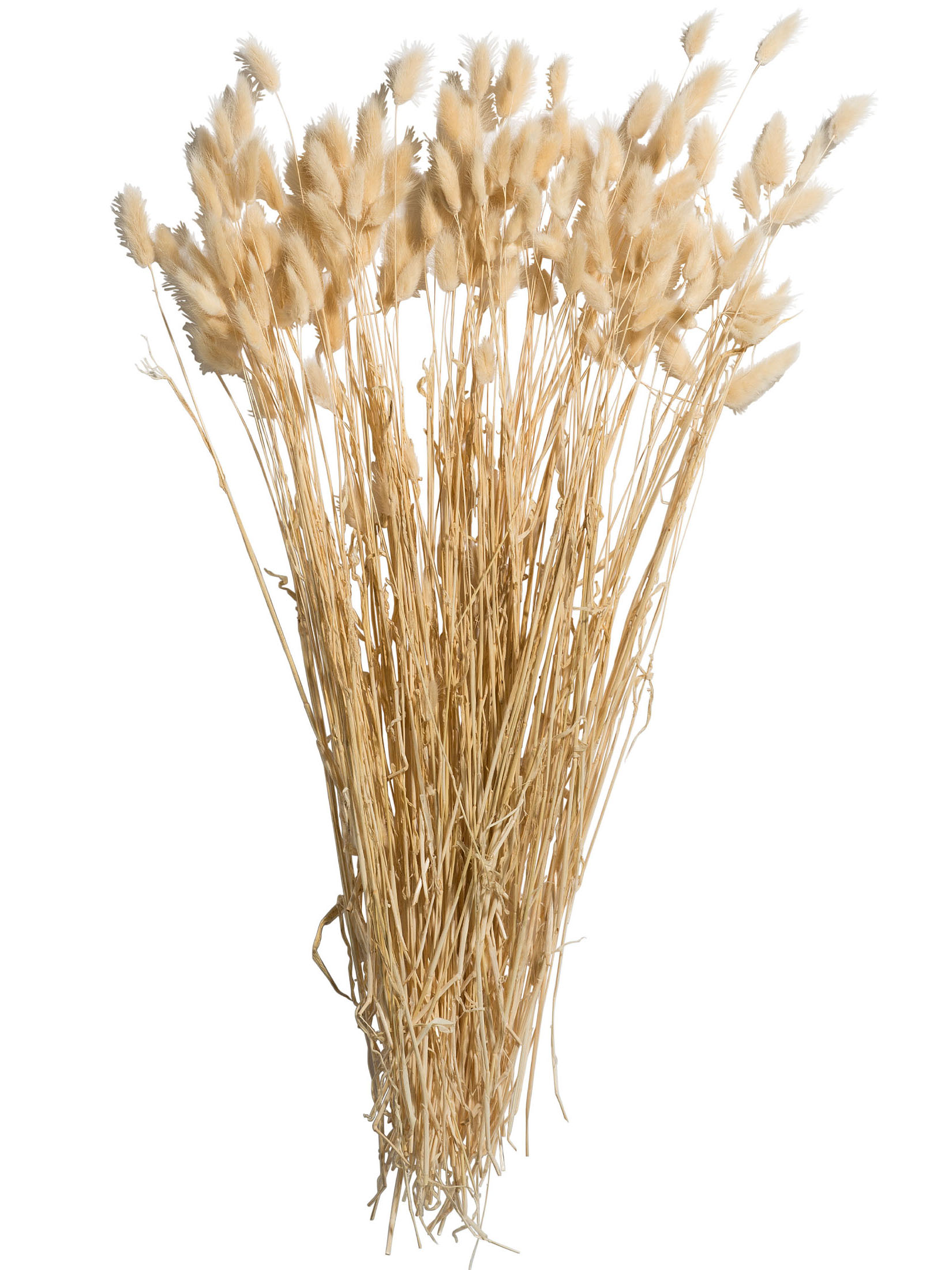 Lagurus Trockenblume, Weiss