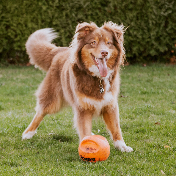 Hunde-Spielball Bomber Durafoam