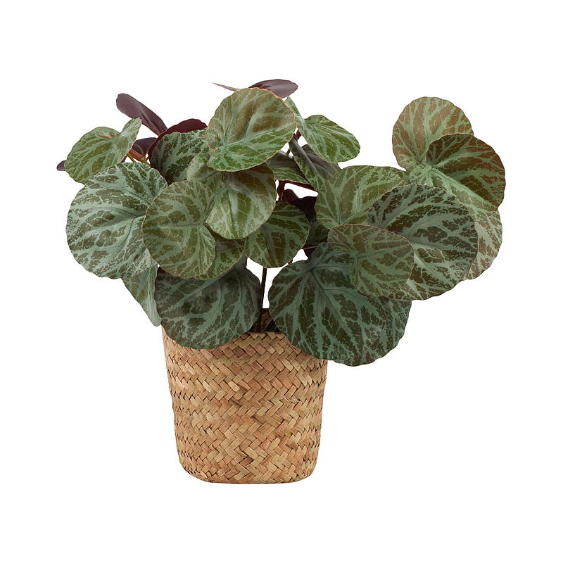 Home Grønnplante 25 cm m/kurv