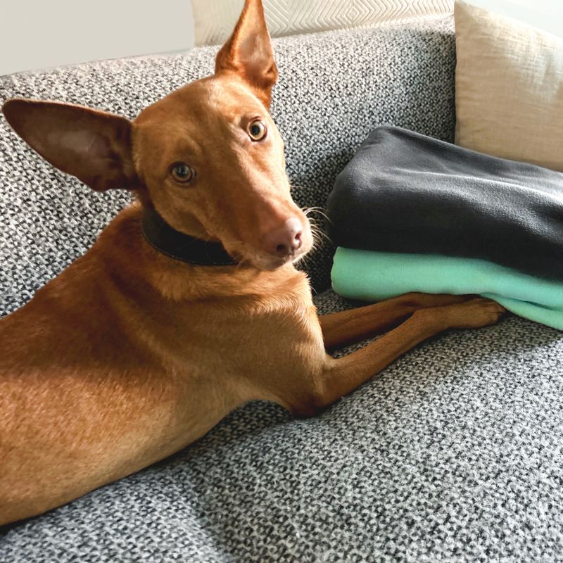 Nomad Tales FIR Tech Rehabilitation Hundedecke