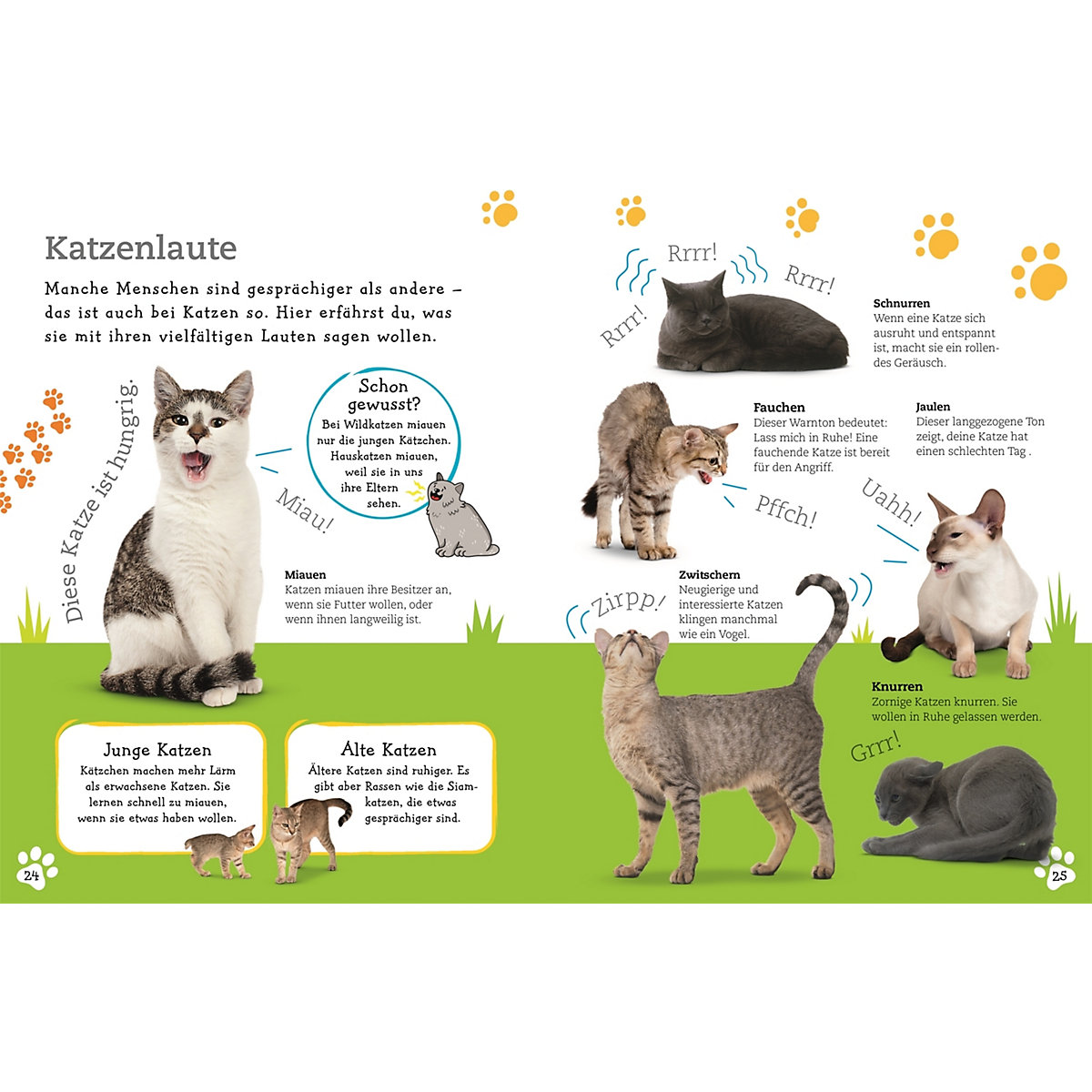 Alles über deine Katze