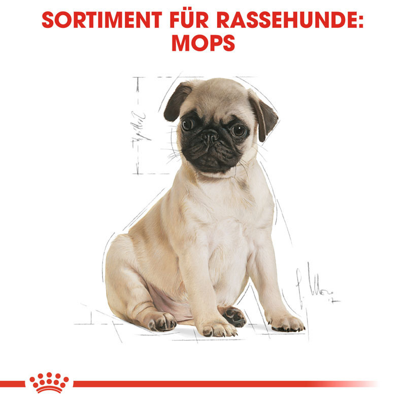 ROYAL CANIN Hundetrockenfutter ROYAL CANIN Mops Puppy 1,5 kg