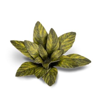 Dumb Cane