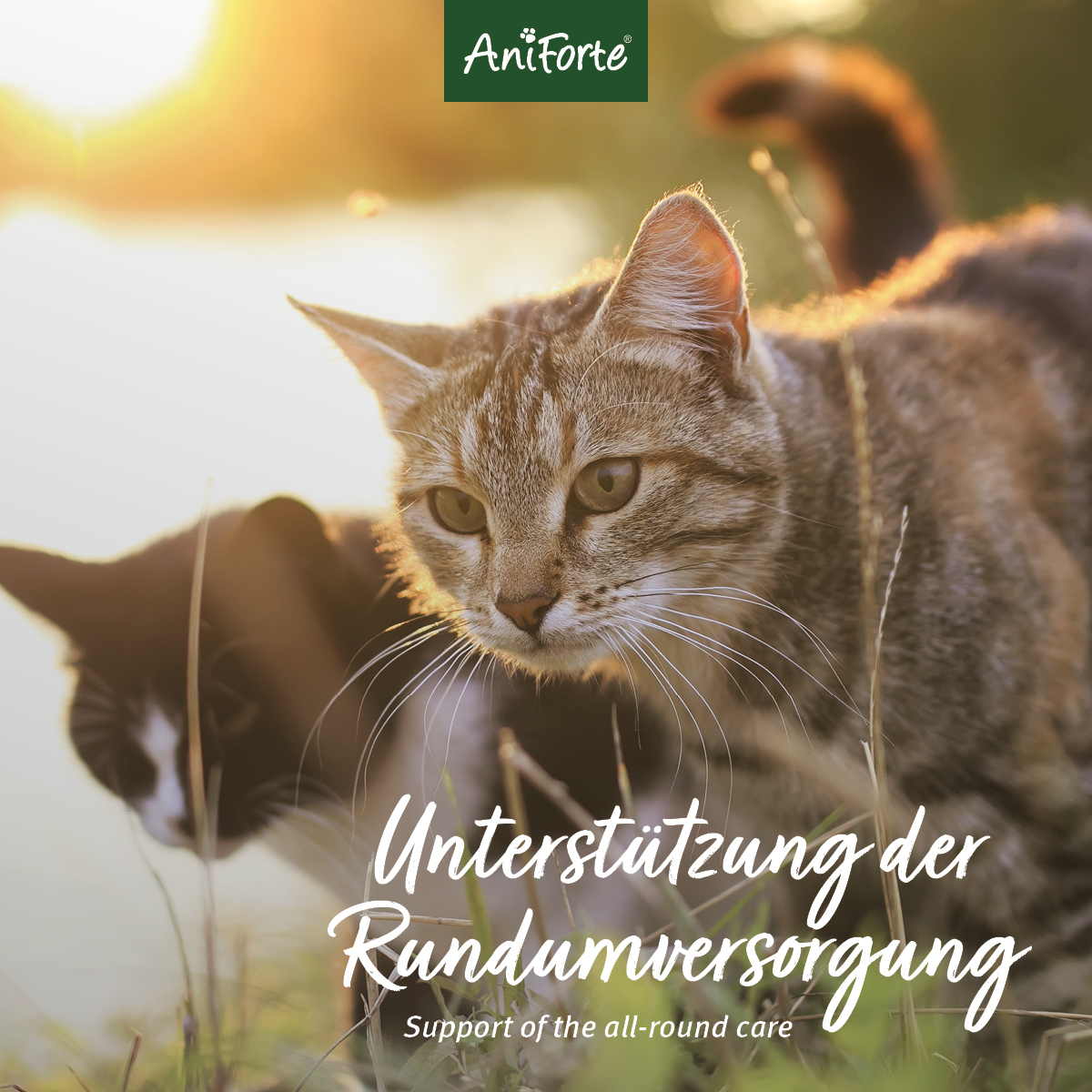Aniforte Ergänzungsfutter & Aufzucht Aniforte 4in1 Complete Cat 60g