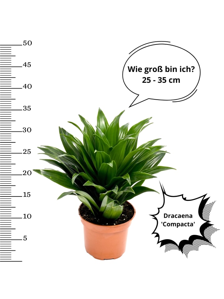 OH2 4er-Set: Drachenbaum-Mix in Bunt günstig kaufen onesize
