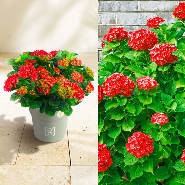 Bauernhortensie King Size Rot