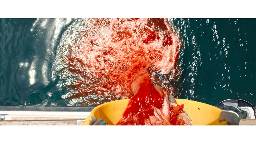 Year of the Shark