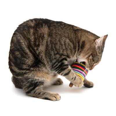 Katzenspielzeug Felton