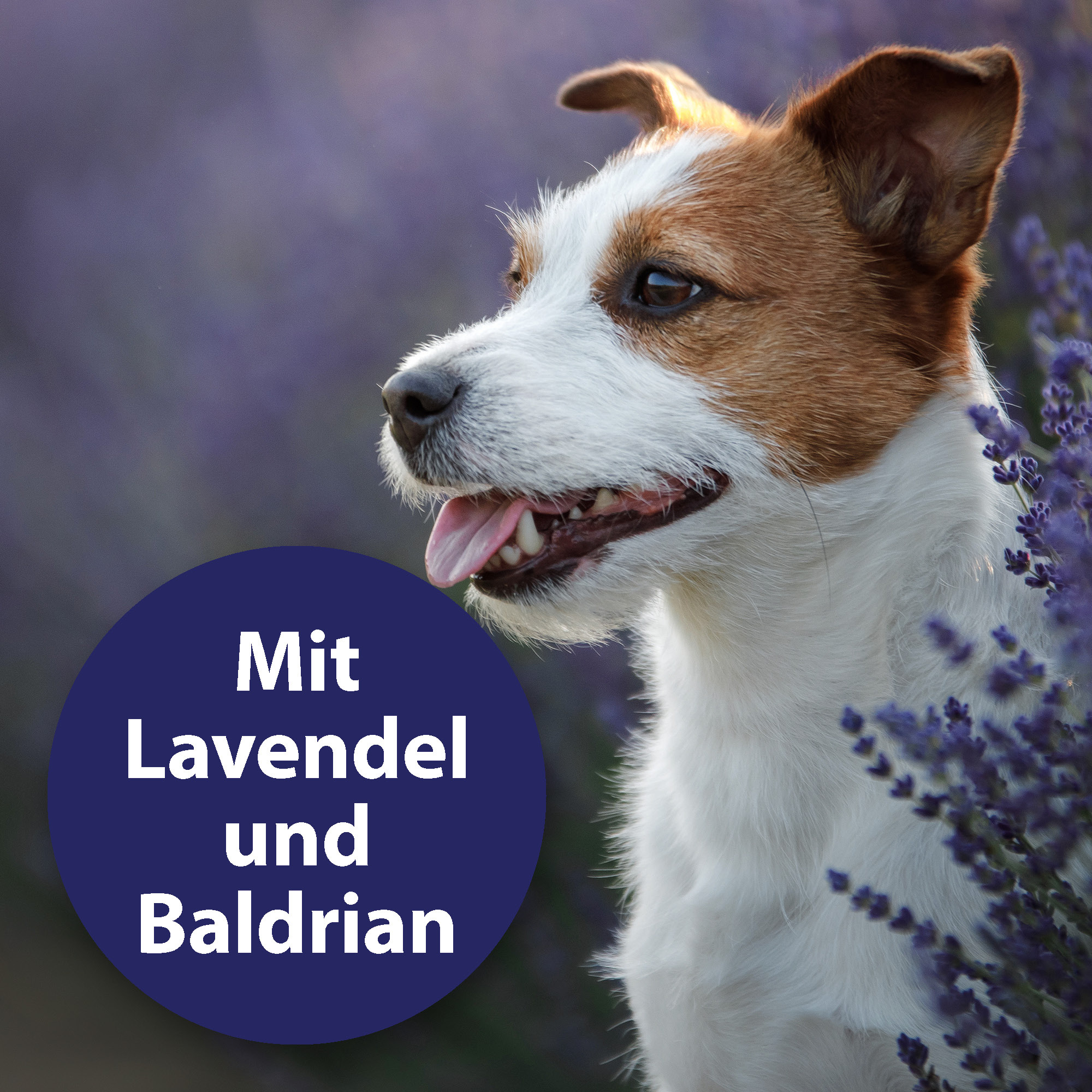 Canosept Beruhigungsmittel Canosept Home Comfort Beruhigungsspray für Hunde 100 ml
