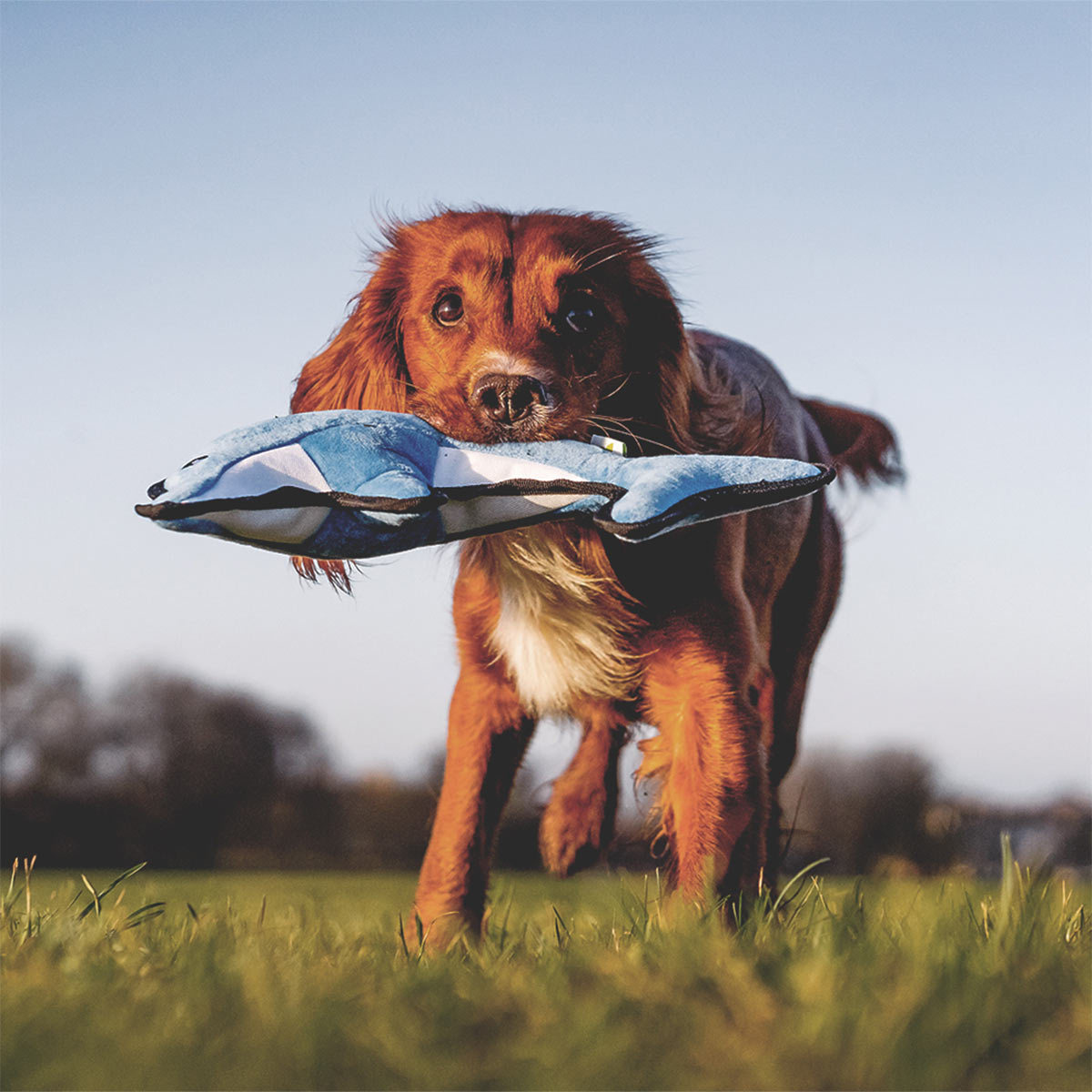 Beco Plüschtier - David der Delfin günstig kaufen bei ZooRoyal
