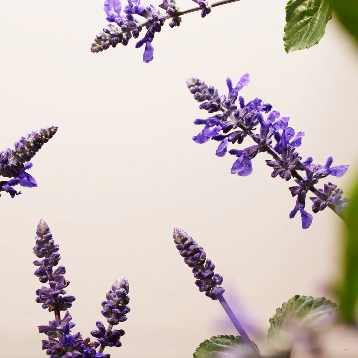 Serum protiv starenja Ritual of Namaste Glow - Prvi znakovi starenja, serum za posvjetljivanje lica