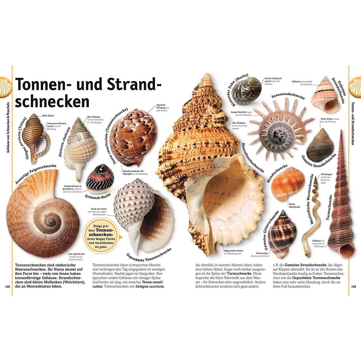 Steine: Minerale, Edelsteine und Fossilien in über 1000 Bildern