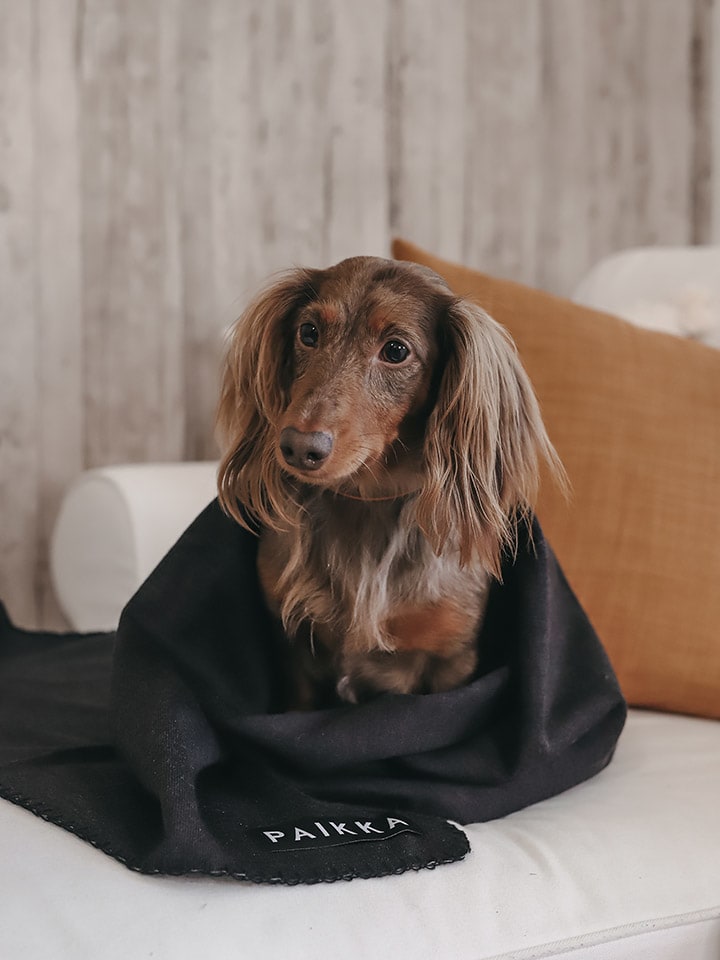 Paikka Recovery-Hundedecke in Schwarz günstig kaufen 70x100 cm