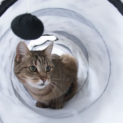 Katzentunnel Pawty - Neues Design