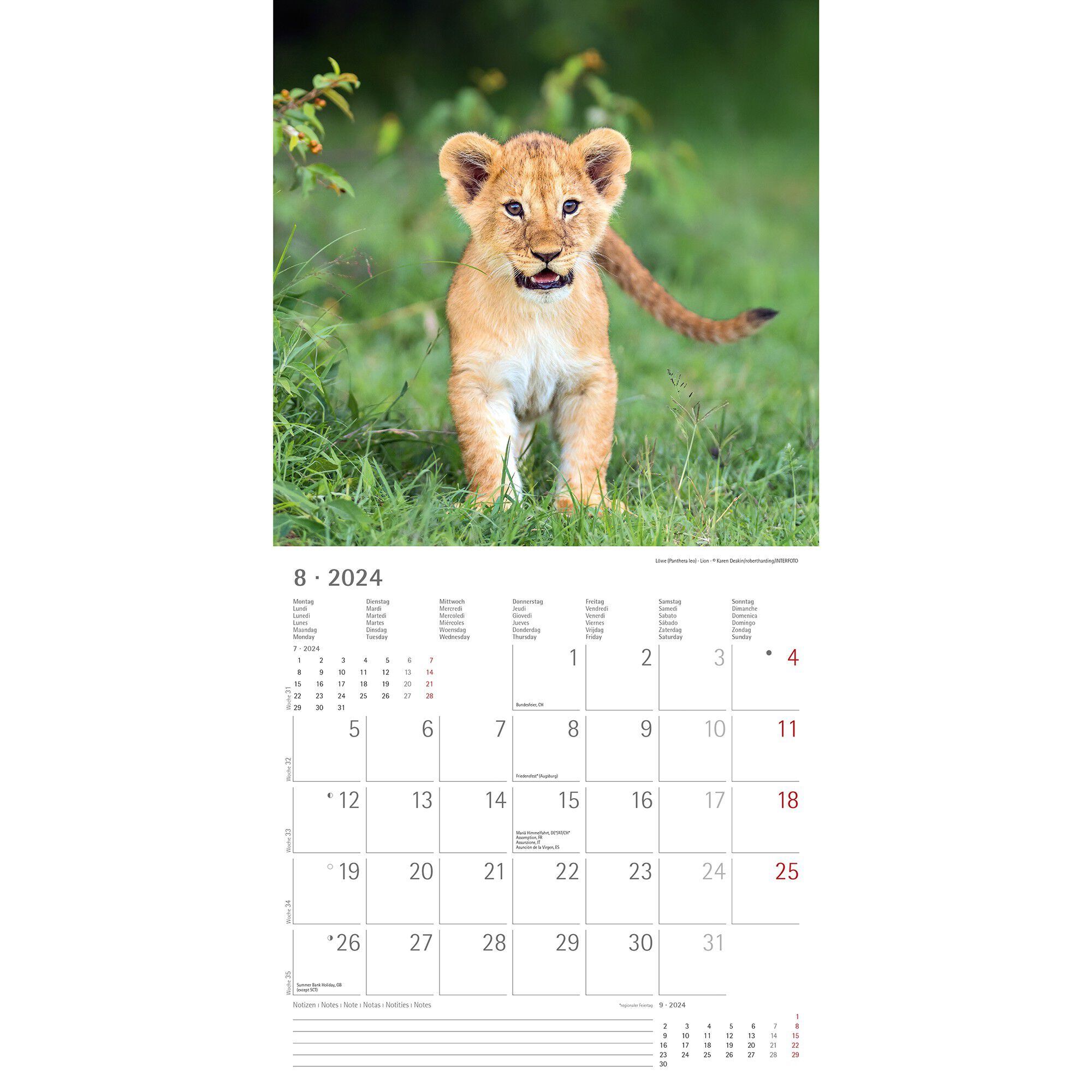 Calendrier 2024 bébés animaux