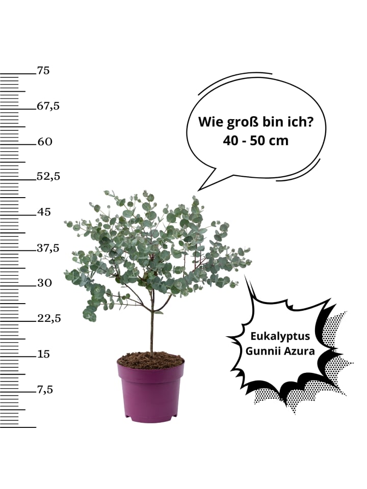 OH2 2er-Set Eucalyptus gunnii Azura am Stamm günstig kaufen onesize