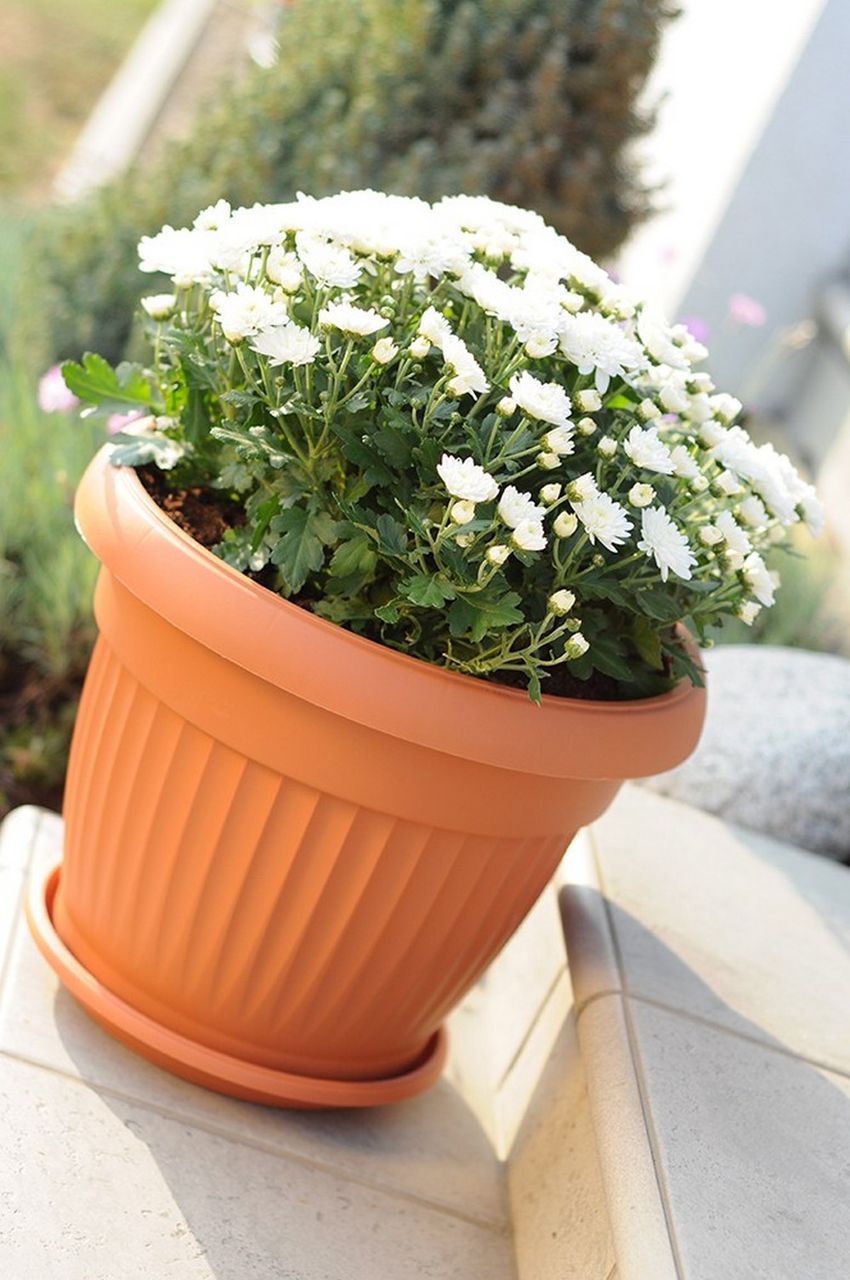 Protanic Pflanztopf m. Dekor 