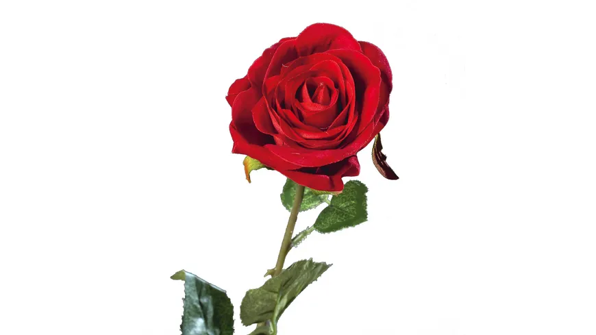 Rose Velvet rot