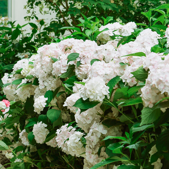 Bauernhortensie King Size Weiß