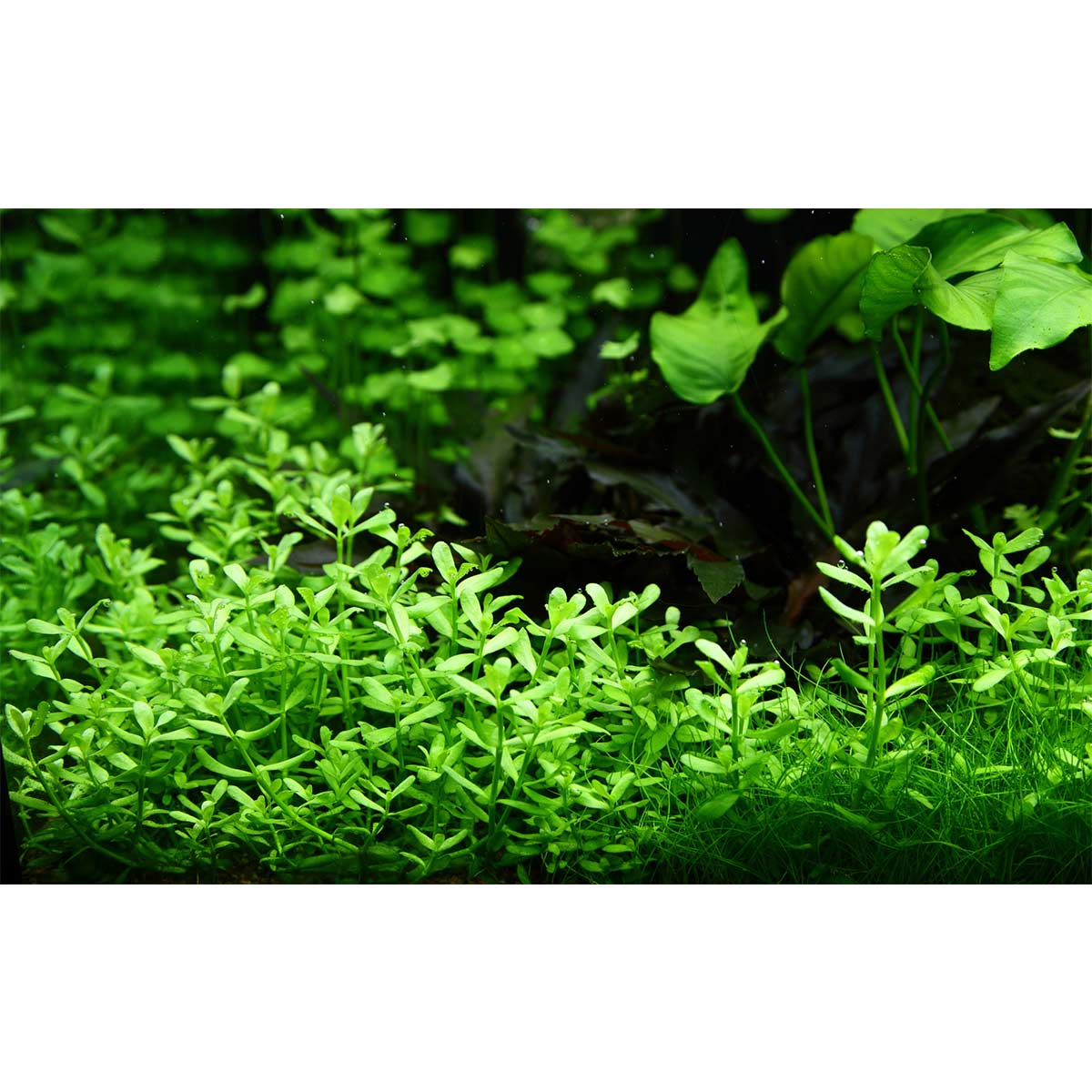 Tropica Aquariumpflanze Bacopa monnieri 'Compact'