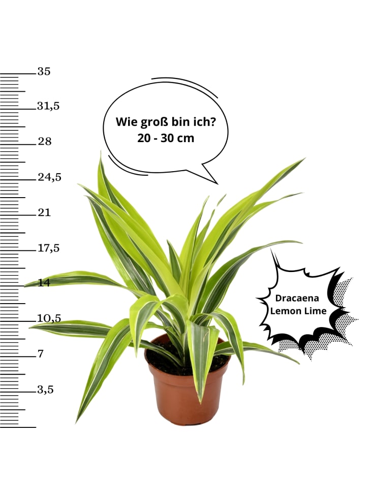 OH2 4er-Set: Trendiger Zimmerpflanzen-Mix in Grün günstig kaufen onesize