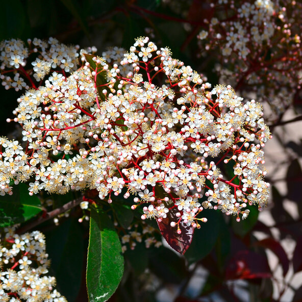 Photinia Red Robin, 220–240 cm