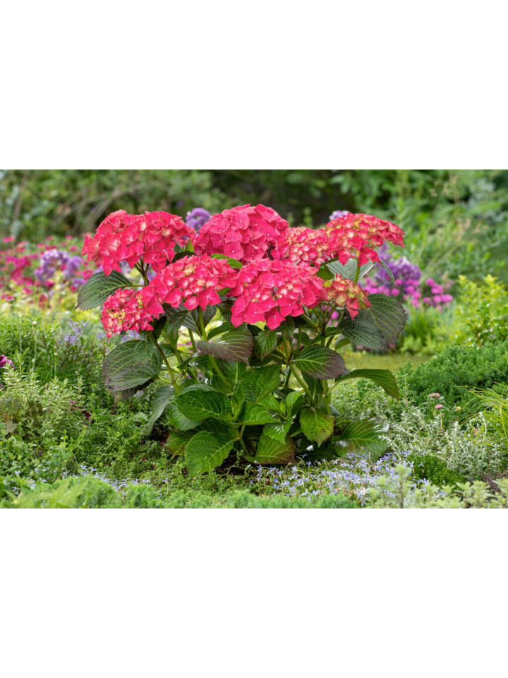 OH2 8-er: Set Hortensie (Hydrangea macrophylla) in Bunt günstig kaufen onesize