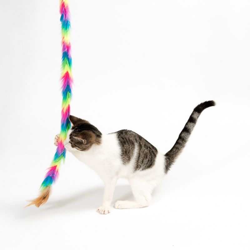 Katzenangel Unicorn zu TOP-Preisen