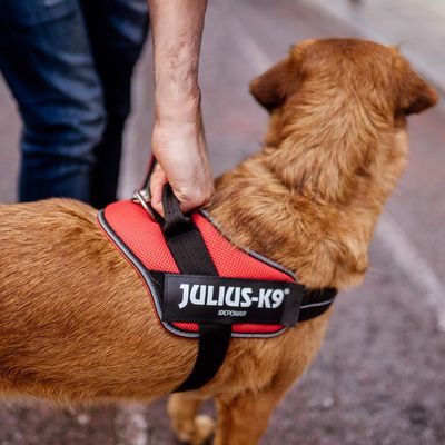 JULIUS-K9 IDC® POWAIR Geschirr - orange