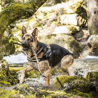 JULIUS-K9 IDC®-Powergeschirr - camouflage