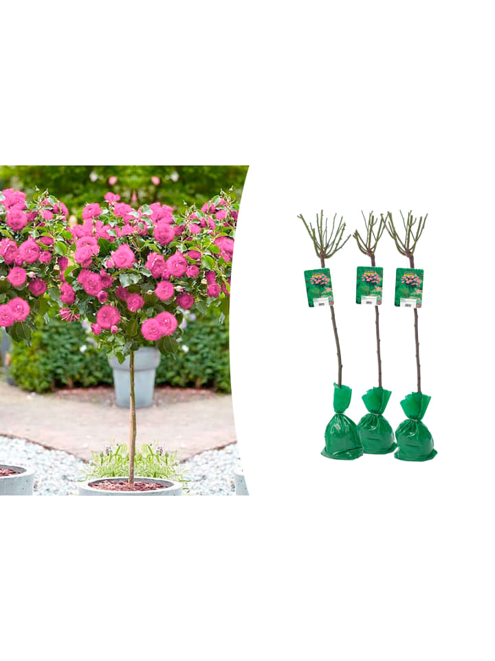 OH2 3er-Set: XXL Großblütige Stielrosen in Rosa günstig kaufen onesize