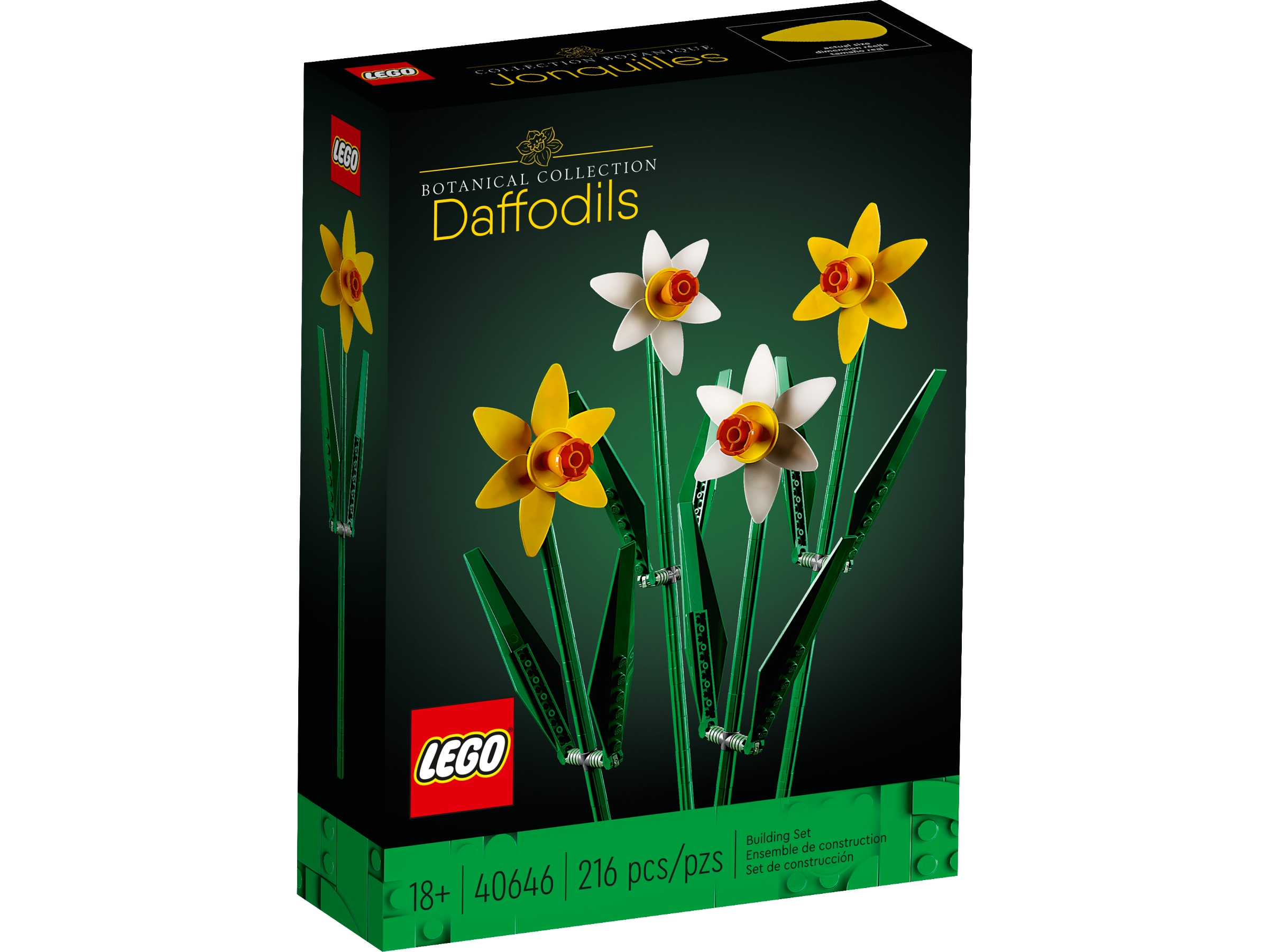 Les jonquilles 40646