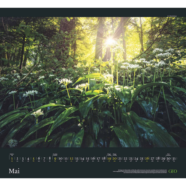 GEO KALENDER: SEHNSUCHT WALD 2024 - WAND-KALENDER - Kalender