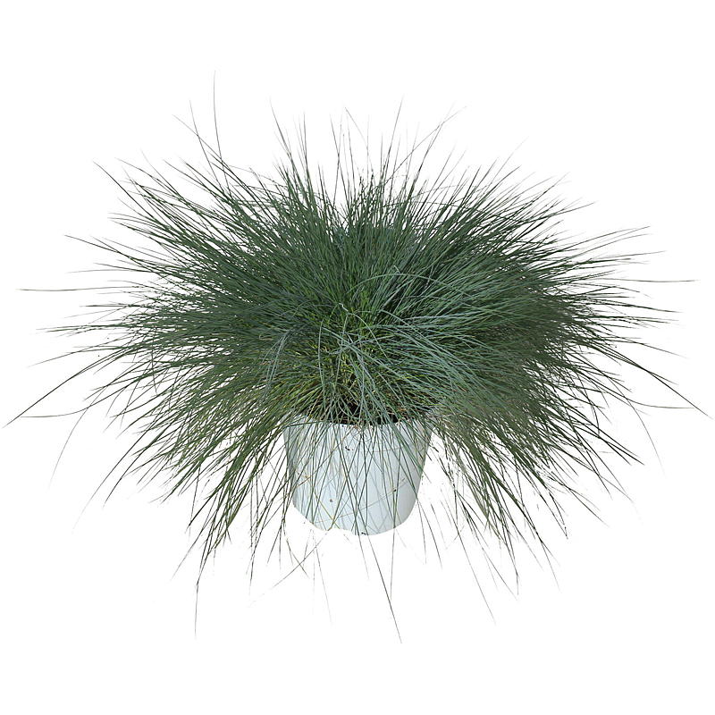 Pyntegress P17, festuca glauca