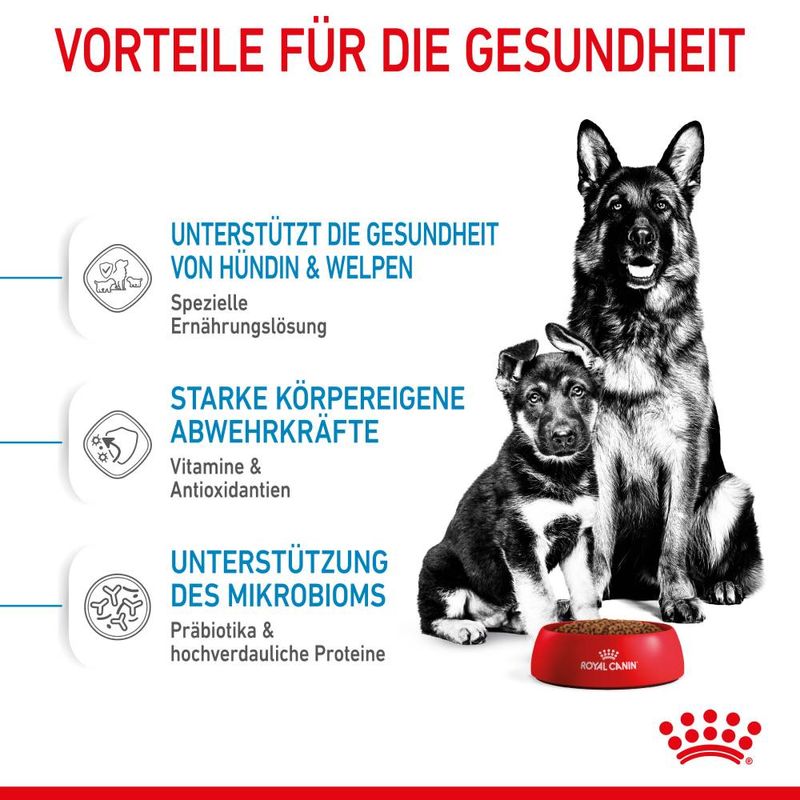Royal Canin Maxi Starter Mother & Babydog zu TOP-Preisen | bitiba