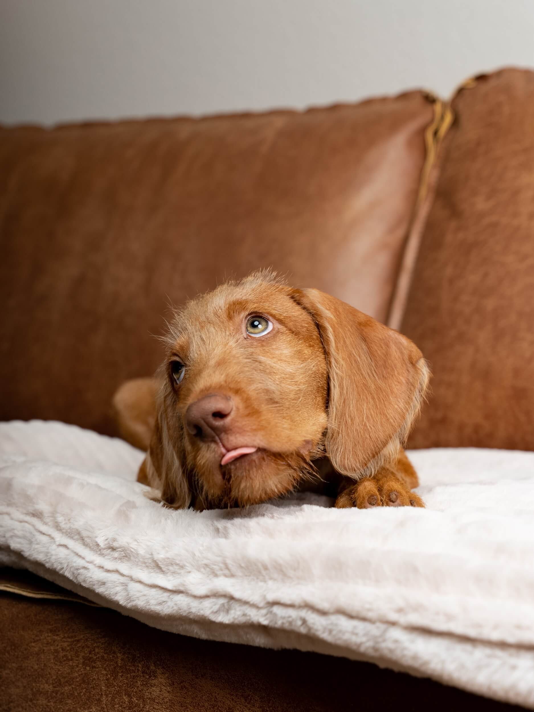 TrendPet Hundedecken TrendPet Harmony gefütterte Liegedecke creme XS