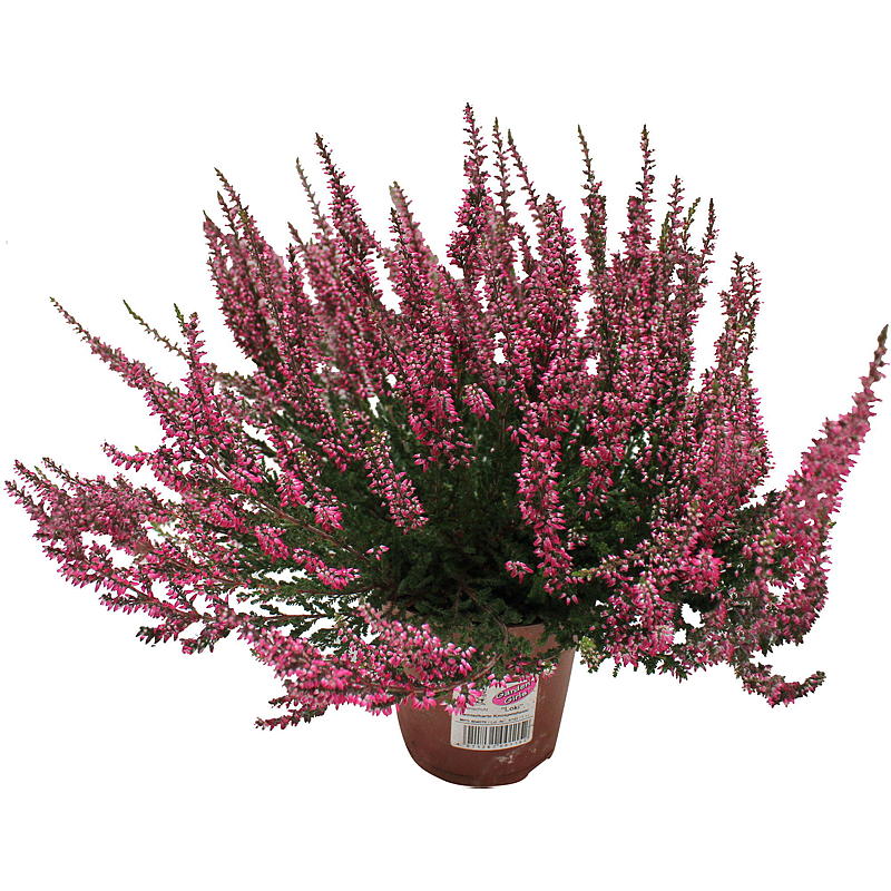 Calluna Garden girls 11 cm