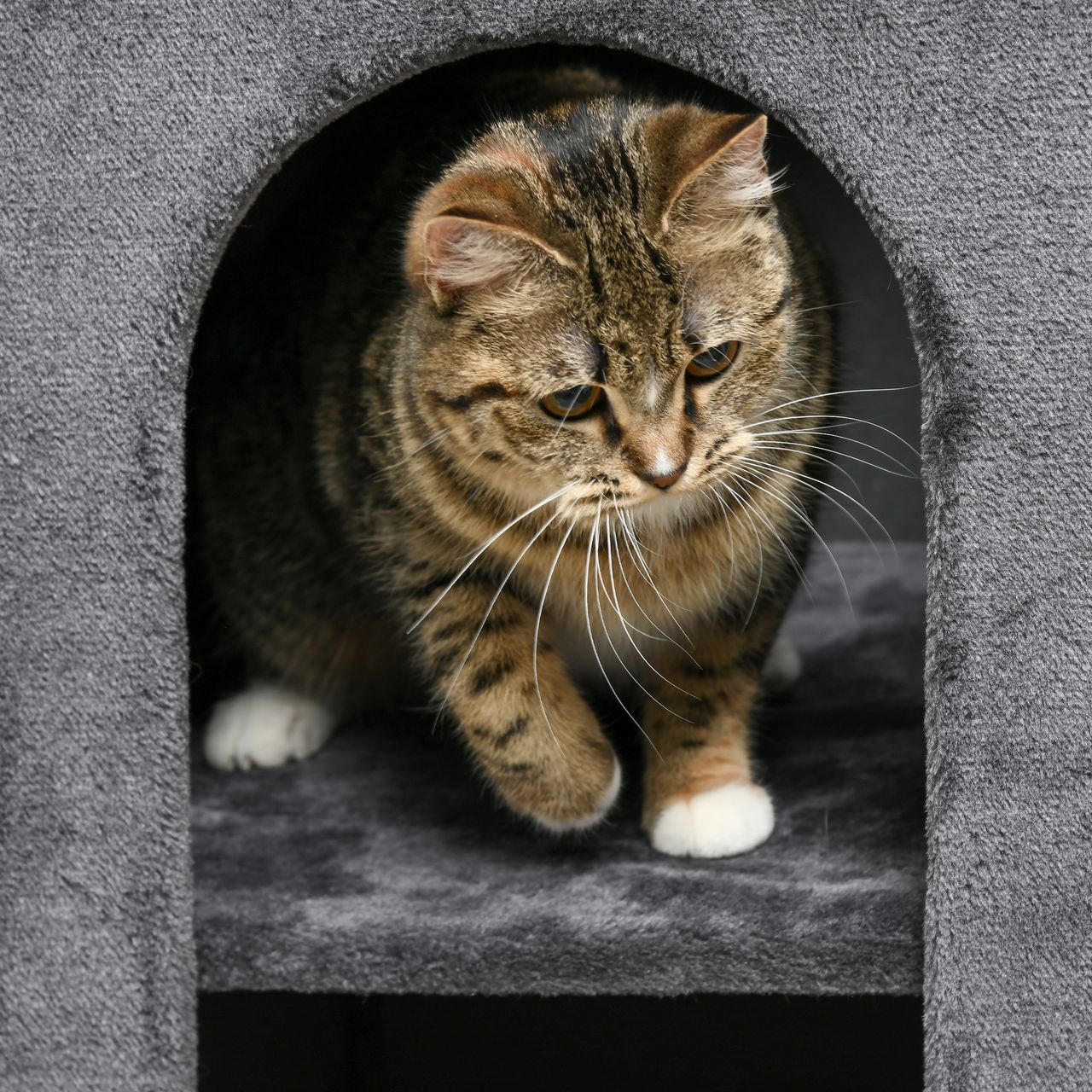 PawHut Kratztonne Höhe 81 cm, Katzentonne mit 2 Höhlen, Kratzturm mit Kratzbrett